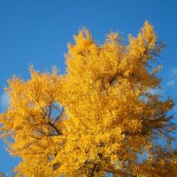 Herbst.JPG